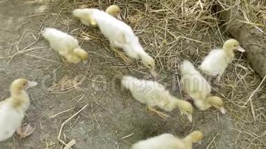 在农场和妈妈一起养小鸭子，家养小鸭子。 和妈妈一起休息的马索维小鸭子的数量